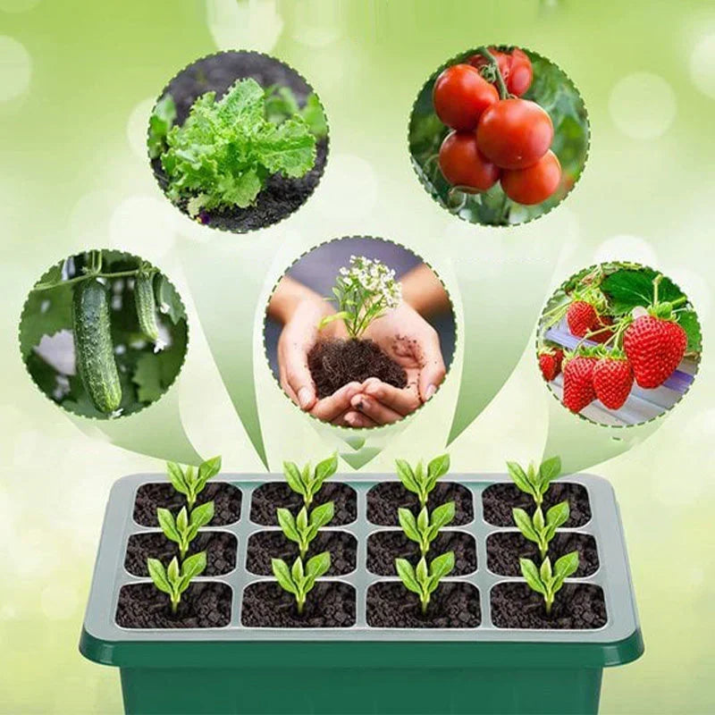 🎉Seed starter trays with grow light